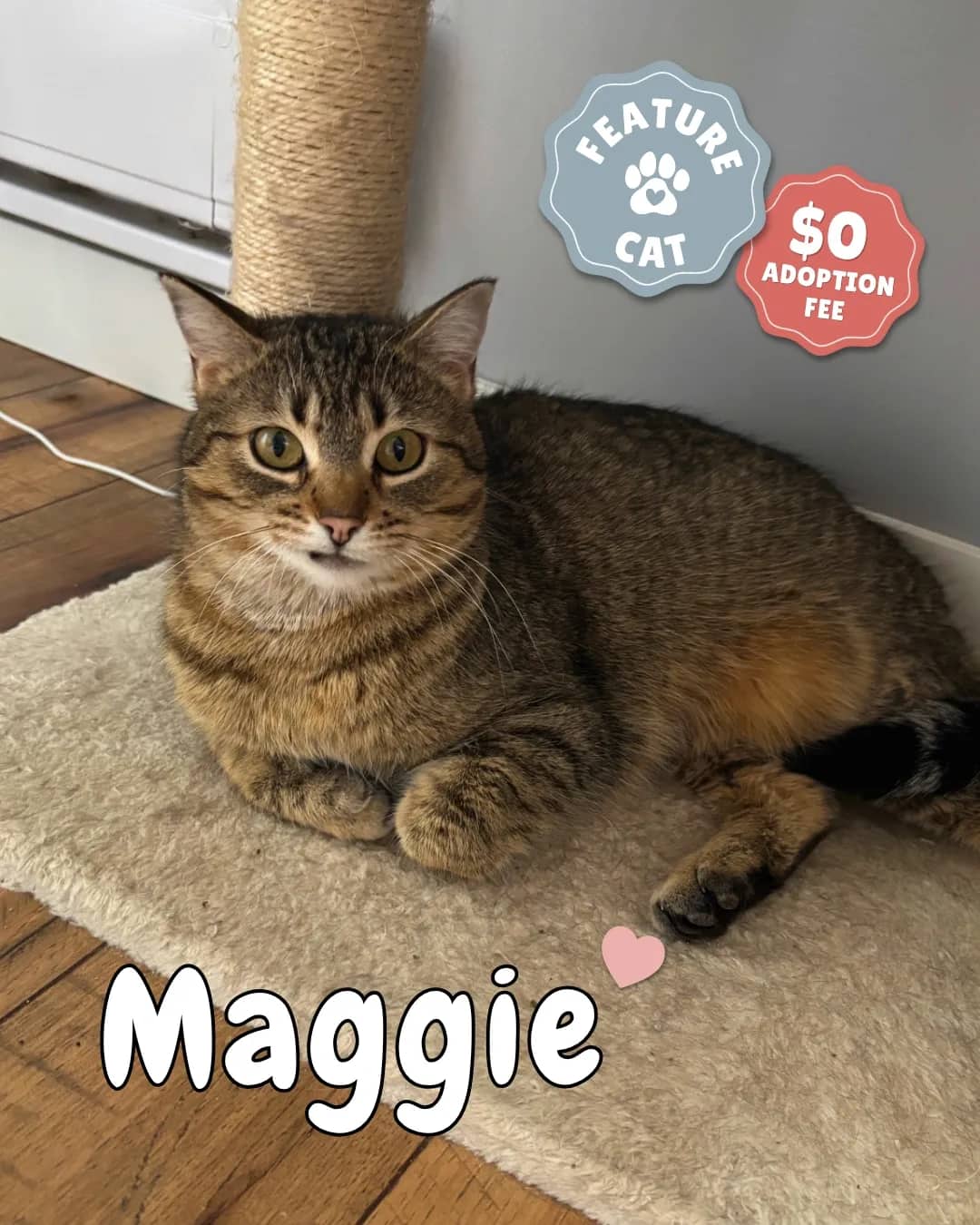 Maggie - Domestic Shorthair available for adoption