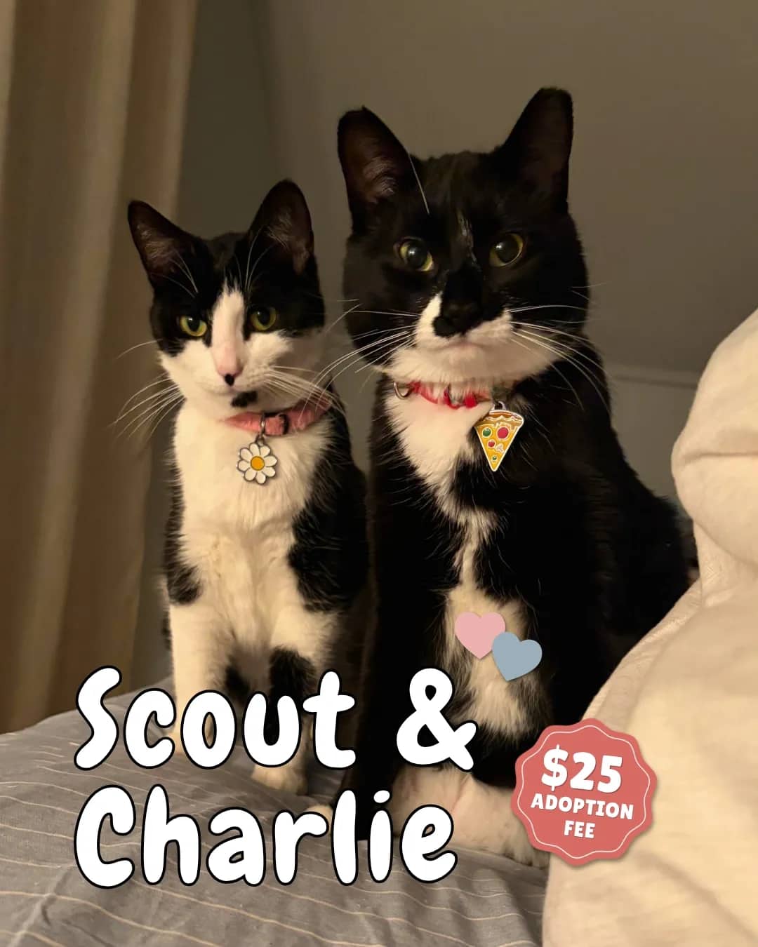 The Void - Domestic Shorthair cat available for adoption at Kannata Valley Kats Rescue in Regina Beach