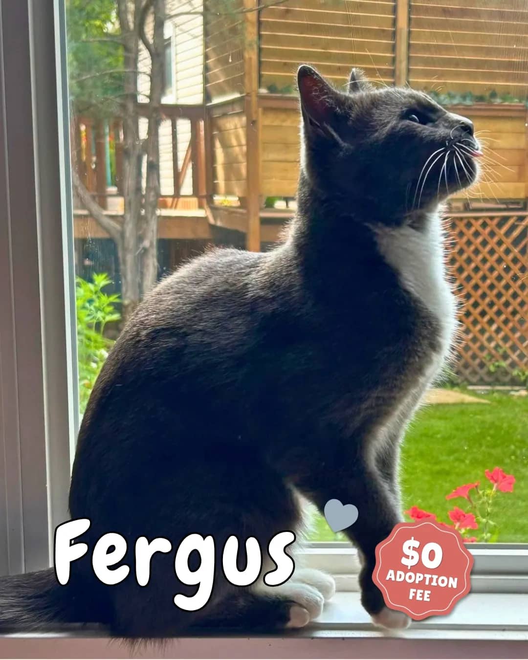 Fergus - Domestic Shorthair available for adoption