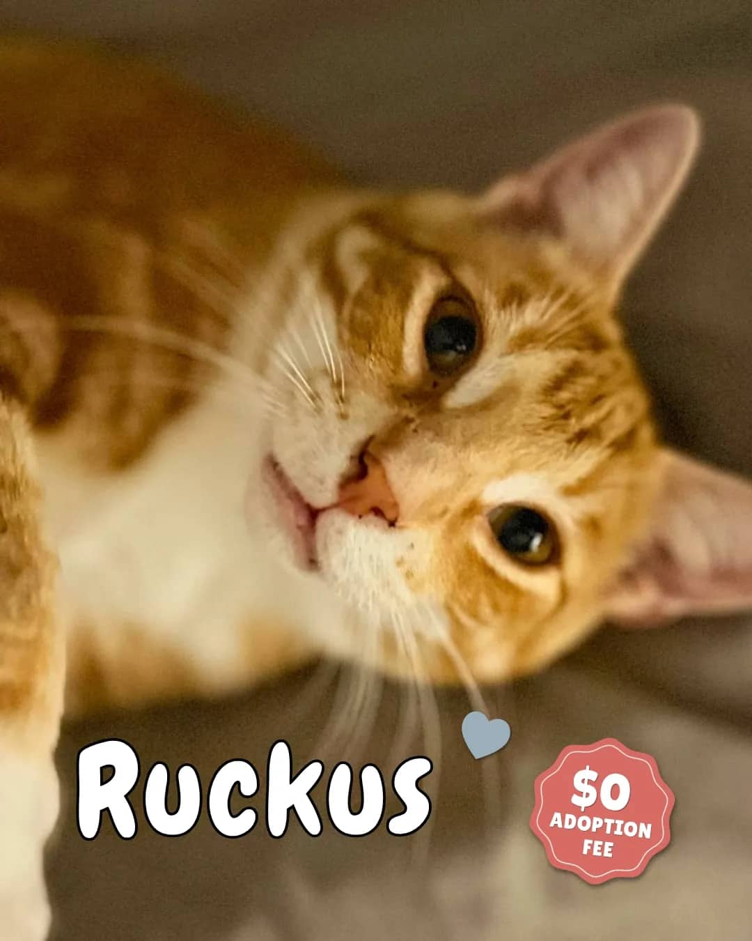 Ruckus - Domestic Shorthair available for adoption