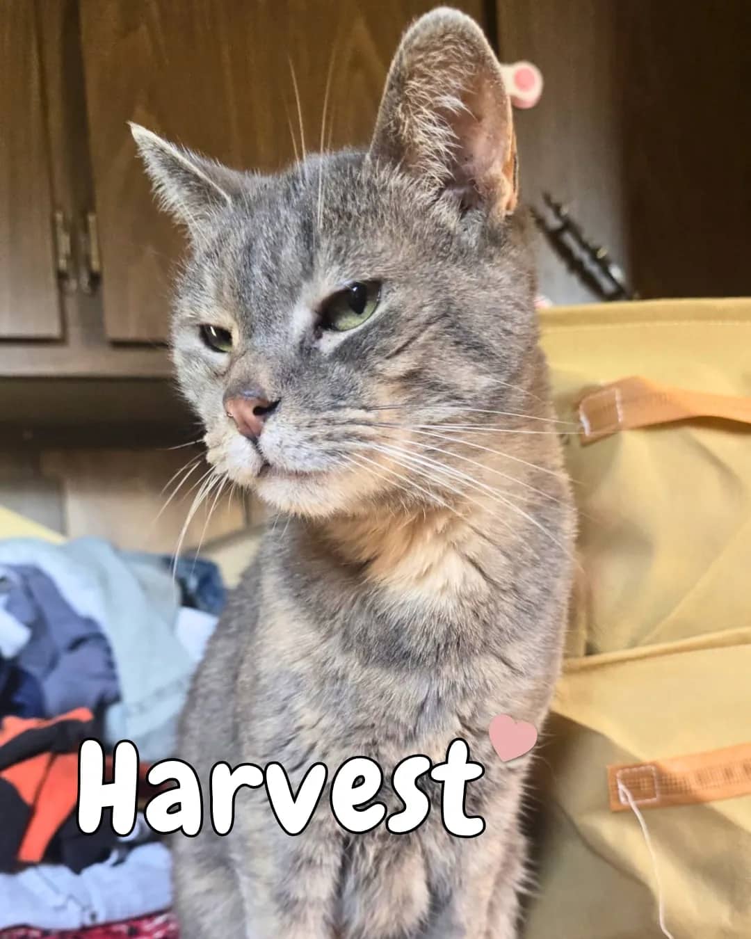 A F F - Domestic Shorthair cat available for adoption at Kannata Valley Kats Rescue in Regina Beach