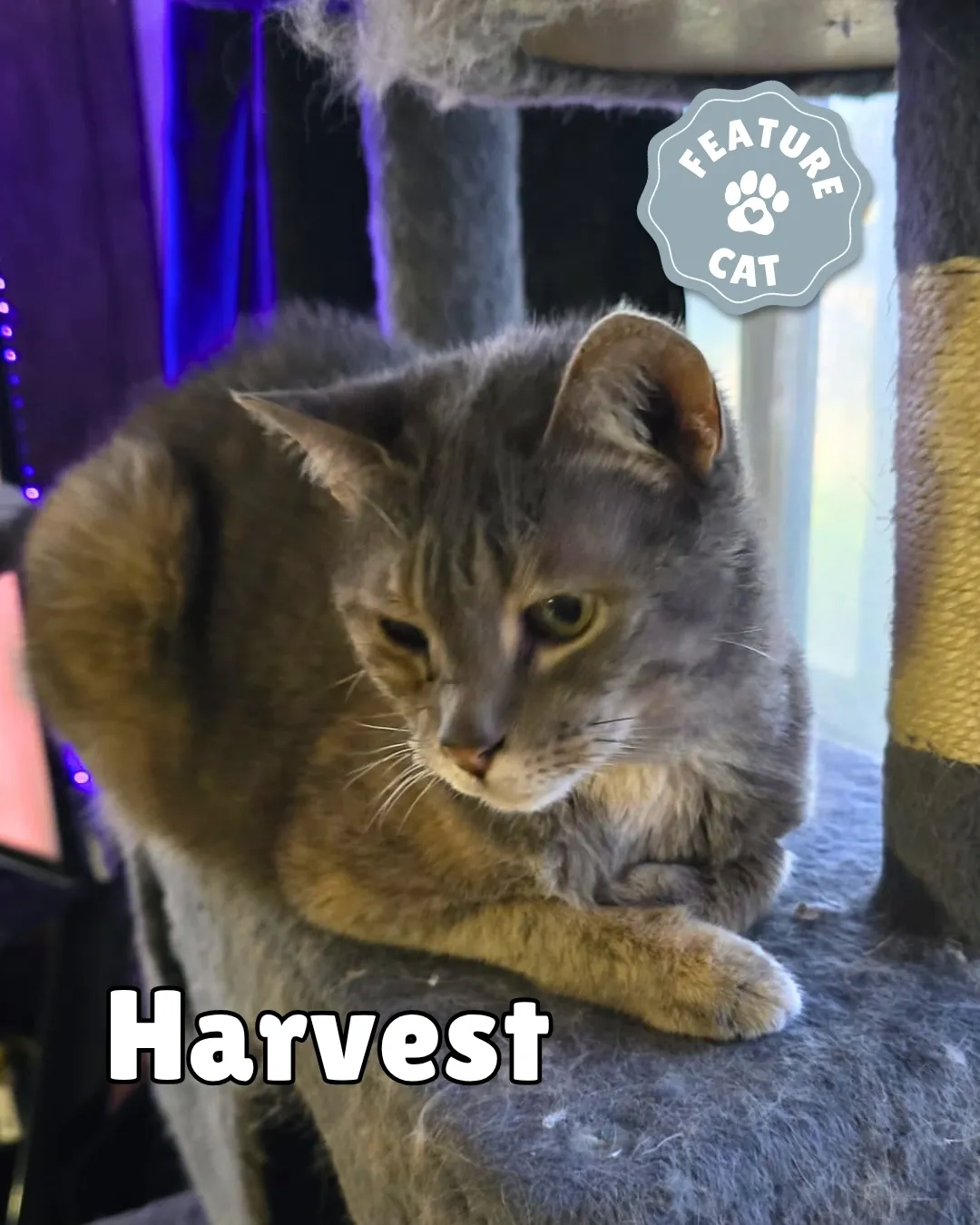 Kitty - Domestic Shorthair cat available for adoption in Saskatchewan