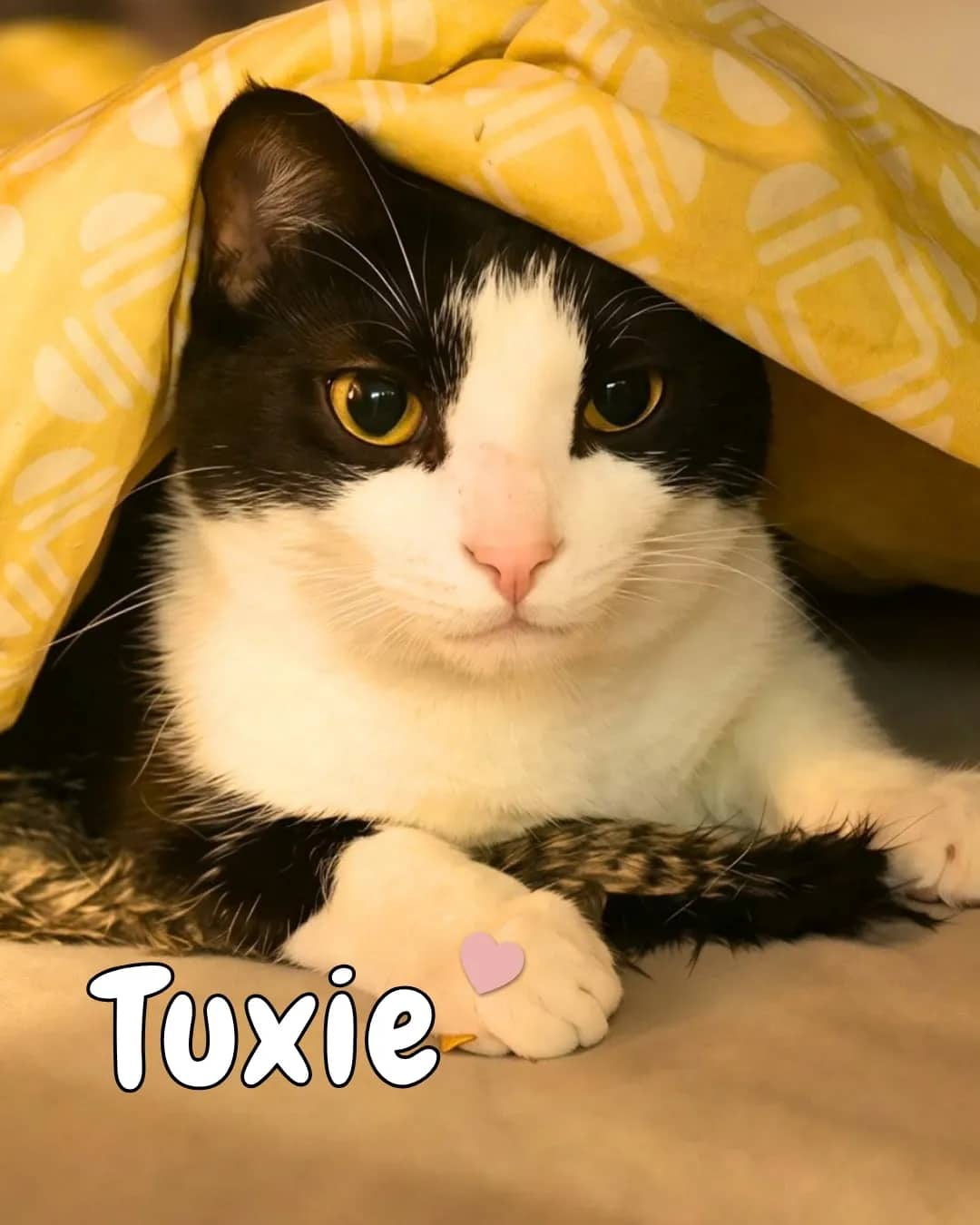 Phantom - Domestic Shorthair available for adoption