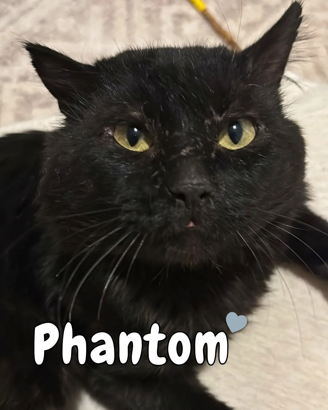 Kitty - Domestic Shorthair cat available for adoption in Saskatchewan