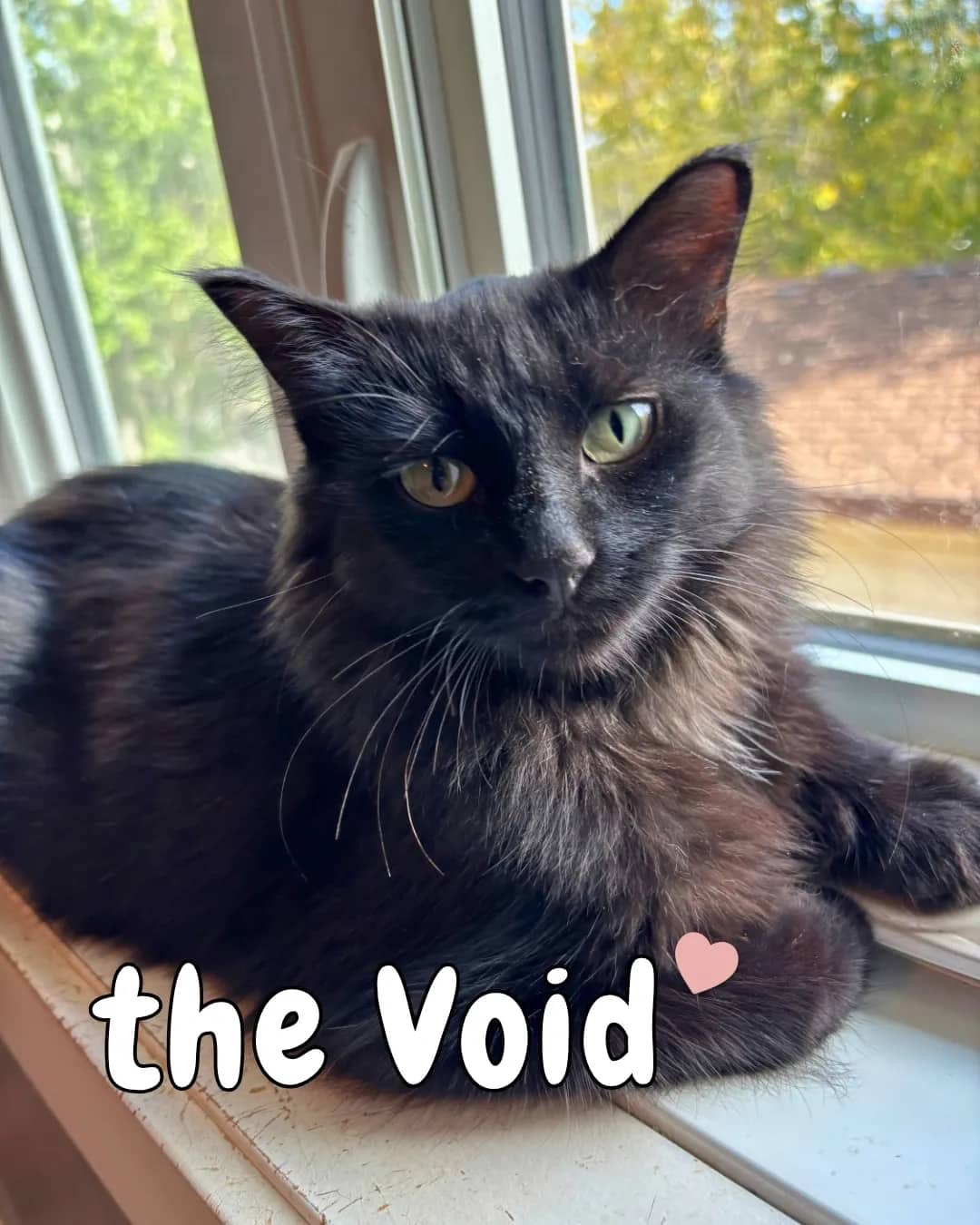 Nothing - Domestic Shorthair cat available for adoption in Calgary