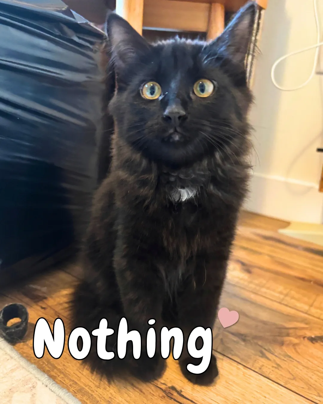Nothing - Domestic Shorthair cat available for adoption at Kannata Valley Kats Rescue in Regina Beach