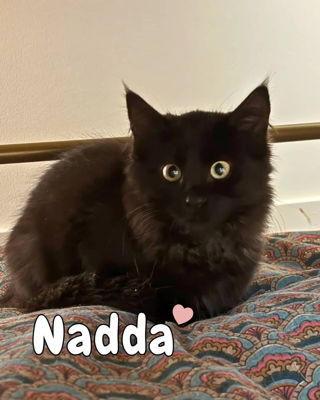 Nadda - Domestic Shorthair cat available for adoption at Kannata Valley Kats Rescue in Regina Beach