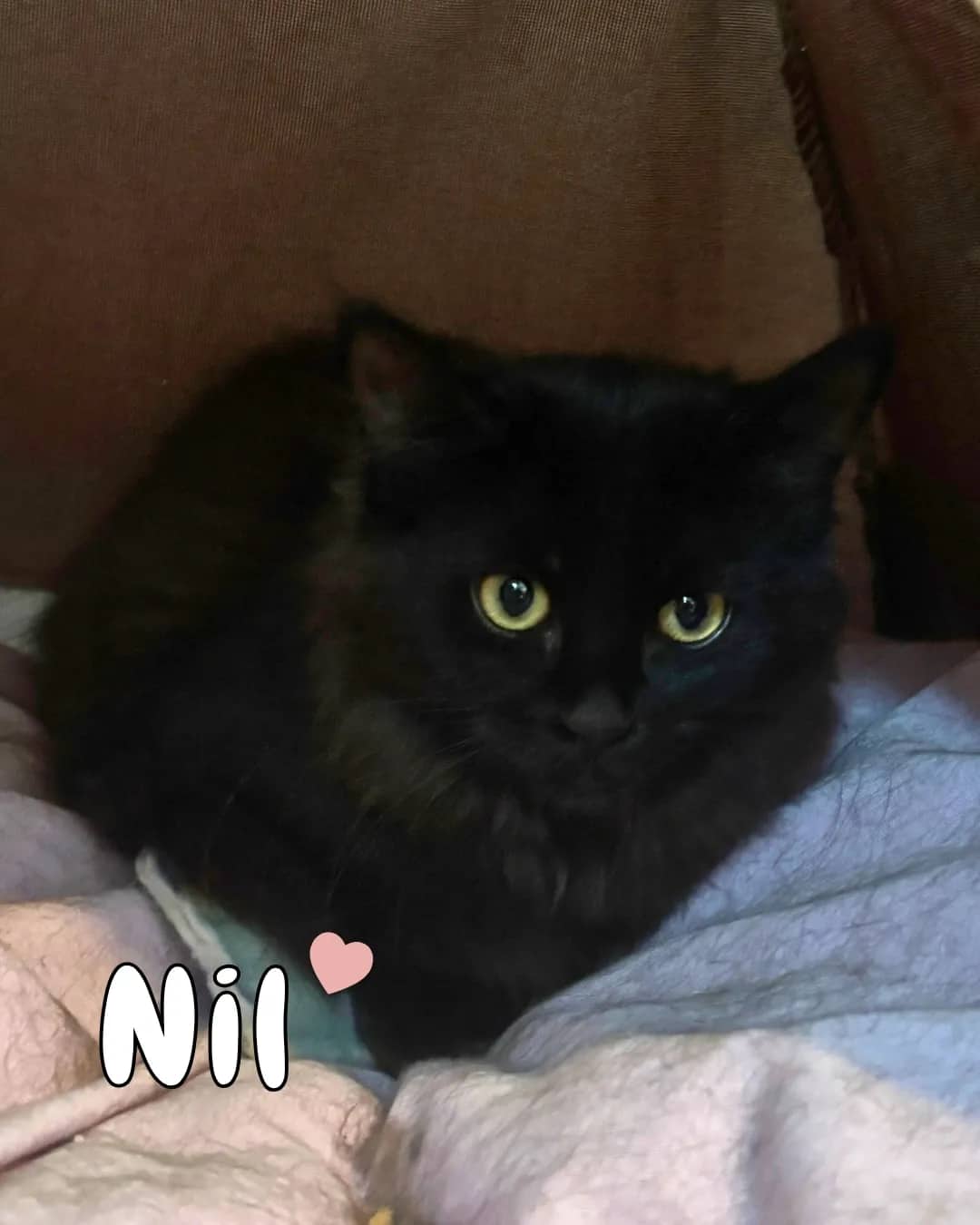 Athena - Domestic Shorthair available for adoption