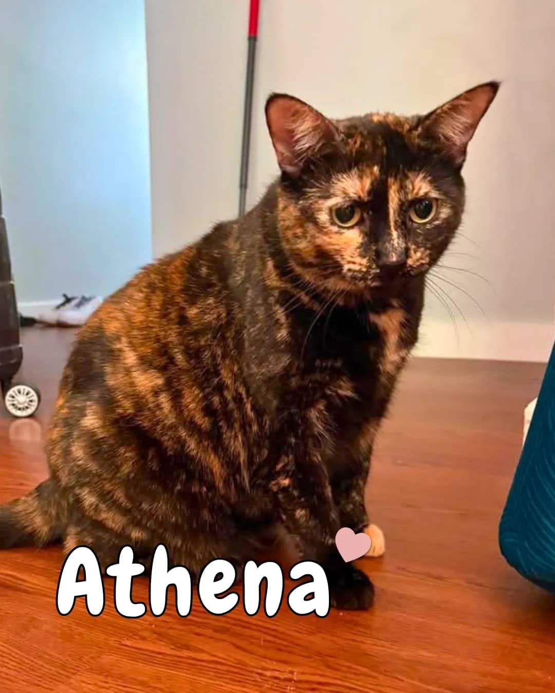 Athena - Domestic Shorthair cat available for adoption at Kannata Valley Kats Rescue in Regina Beach