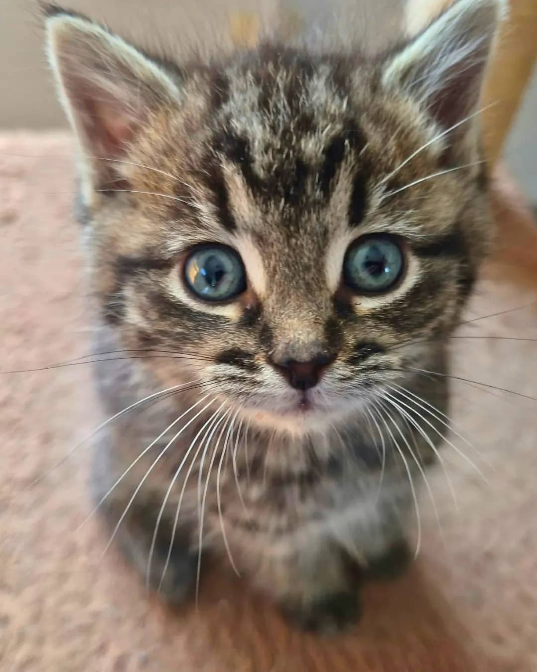 Latte - Domestic Shorthair cat available for adoption at Kannata Valley Kats Rescue in Regina Beach