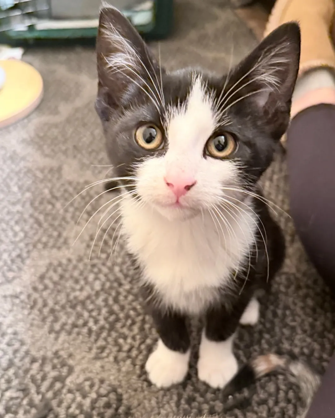 D B - Domestic Shorthair cat available for adoption at Kannata Valley Kats Rescue in Regina Beach