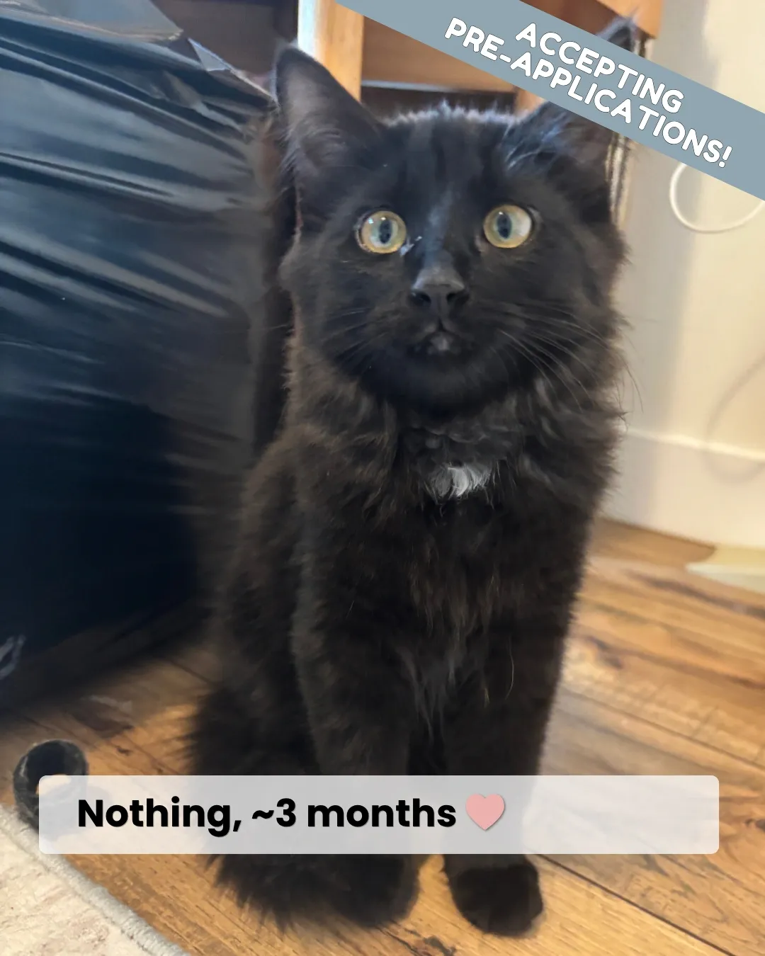 Kitty - Domestic Shorthair available for adoption