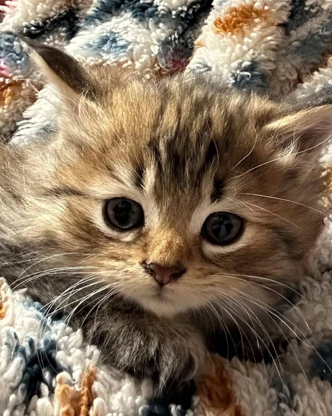 F D - Domestic Shorthair cat available for adoption at Kannata Valley Kats Rescue in Regina Beach