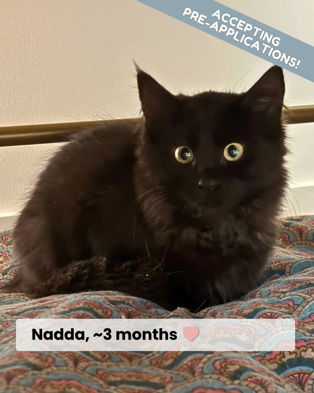 Phantom - Domestic Shorthair available for adoption