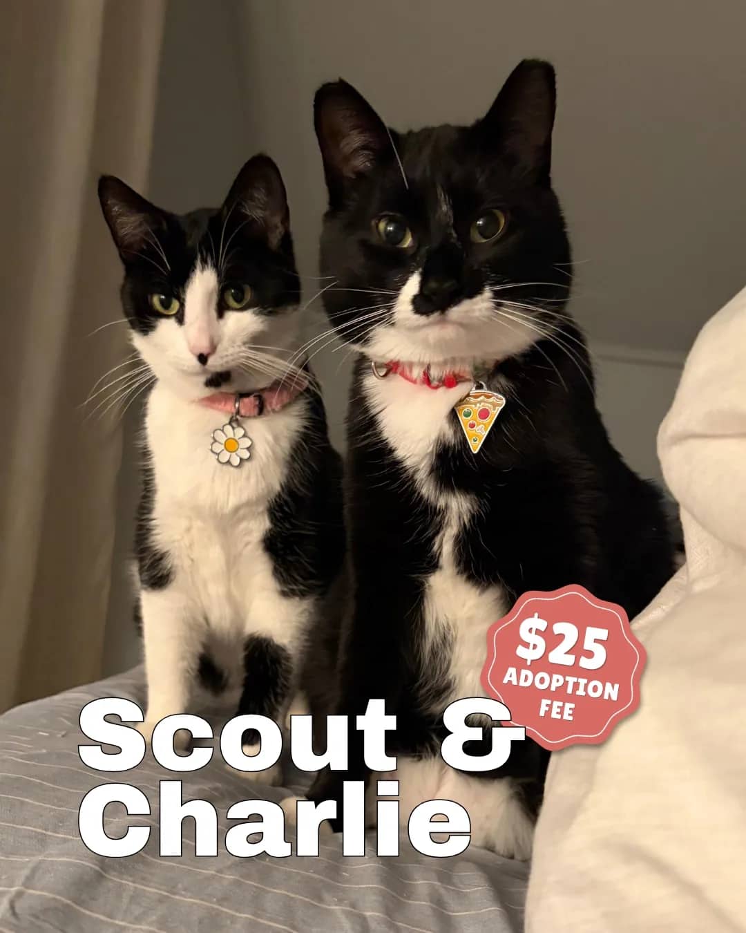 Ruckus - Domestic Shorthair available for adoption