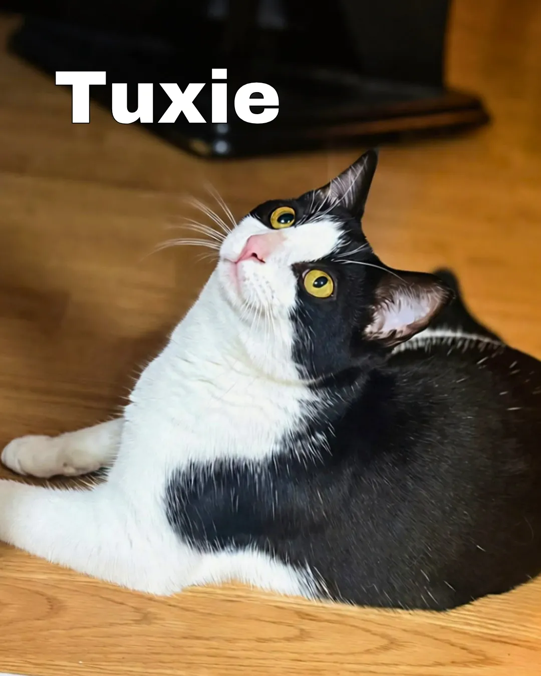 Scout - Domestic Shorthair available for adoption