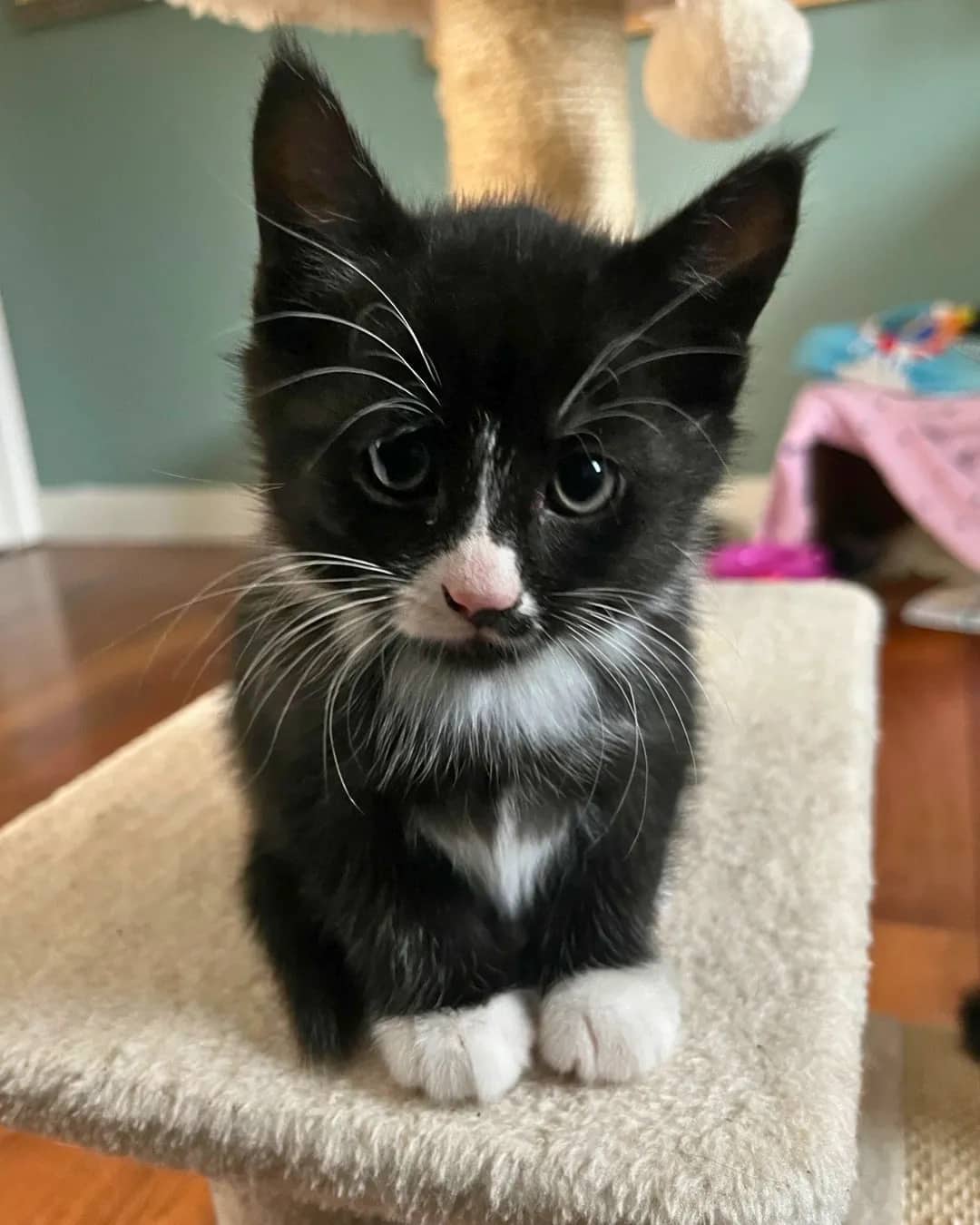 Ruckus - Domestic Shorthair available for adoption