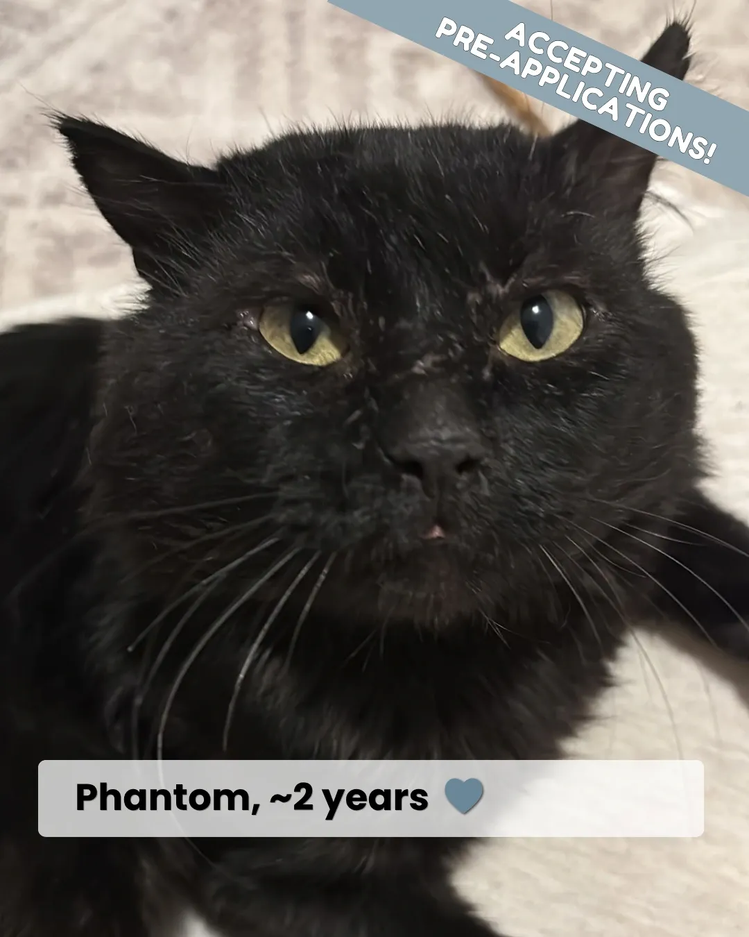 Fergus - Domestic Shorthair cat available for adoption at Kannata Valley Kats Rescue in Regina Beach