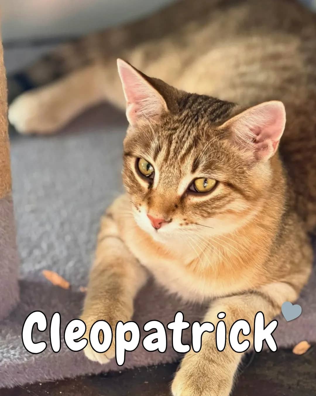 Cleo Website - Domestic Shorthair cat available for adoption at Kannata Valley Kats Rescue in Regina Beach