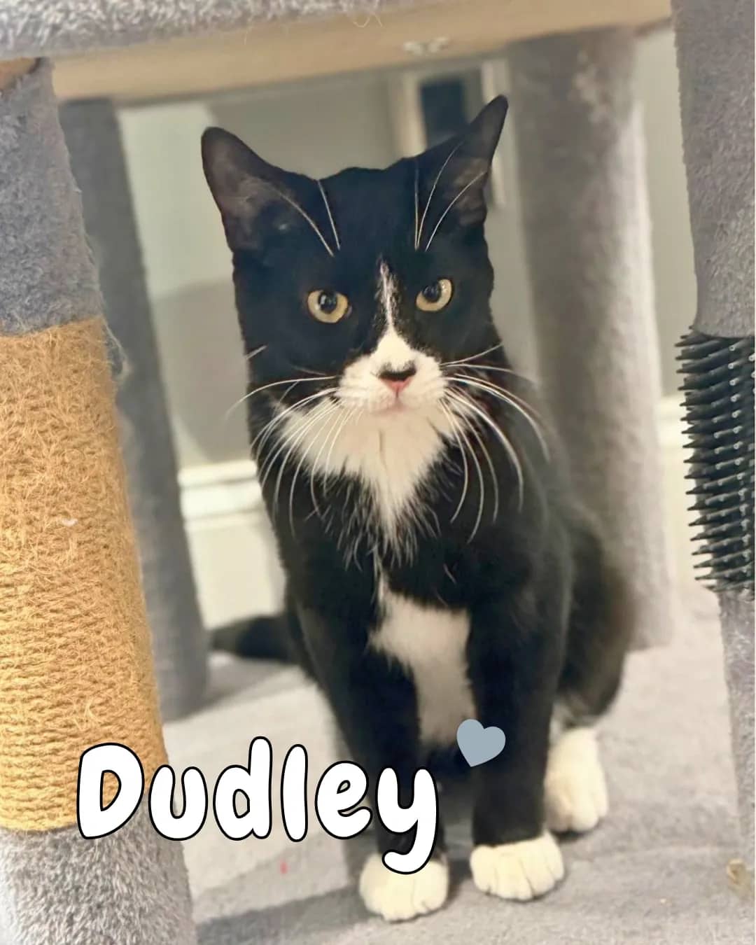 Dudley Website - Domestic Shorthair cat available for adoption at Kannata Valley Kats Rescue in Regina Beach