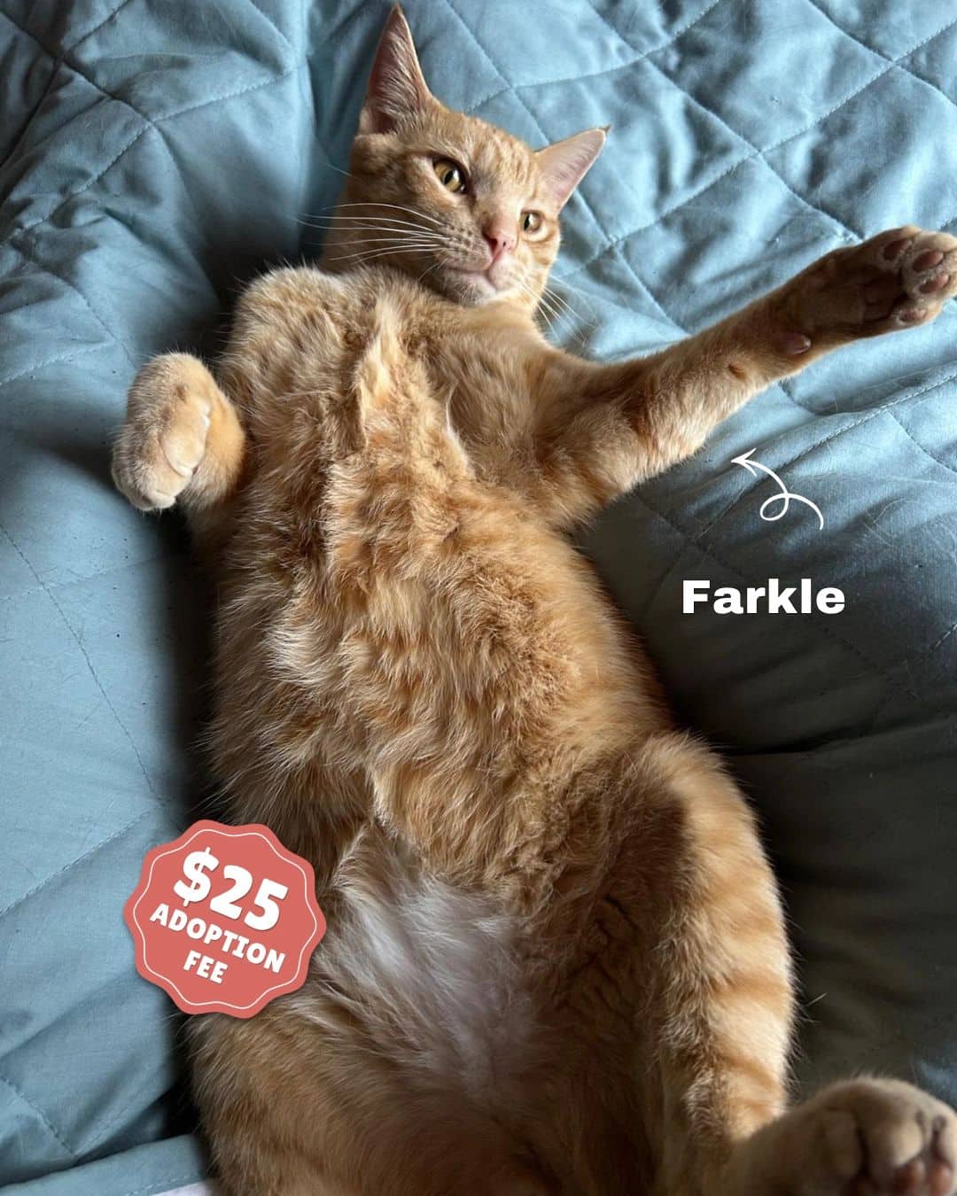 Farkle - Domestic Shorthair available for adoption