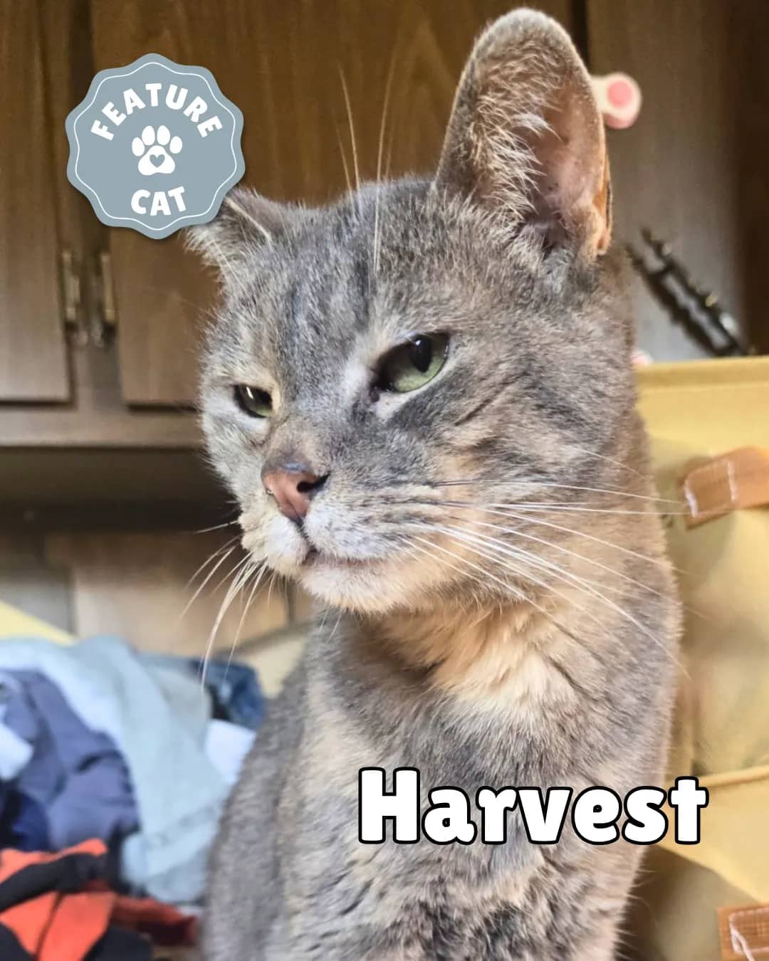 Harvest A Ad - Domestic Shorthair available for adoption