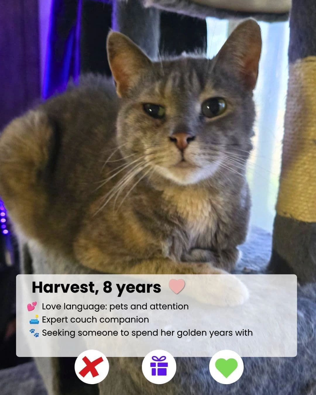 Harvest - Domestic Shorthair available for adoption