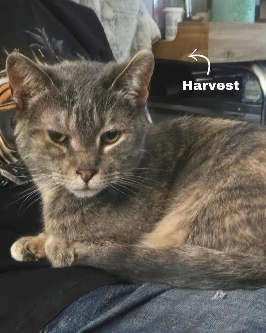 Harvest - Domestic Shorthair available for adoption