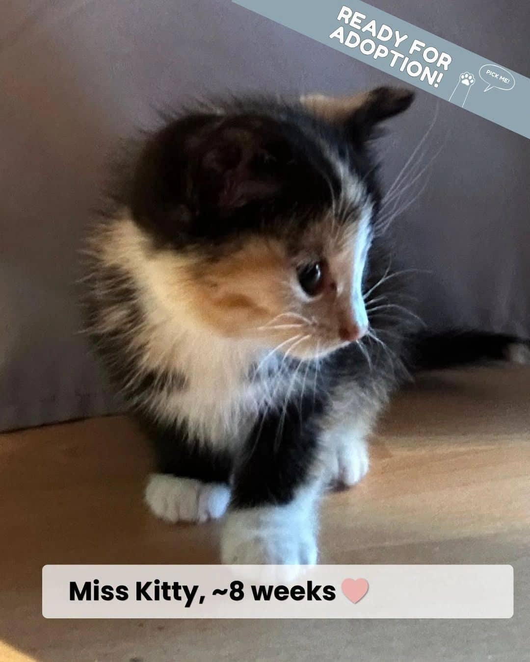 Mkitty - Domestic Shorthair cat available for adoption at Kannata Valley Kats Rescue in Regina Beach