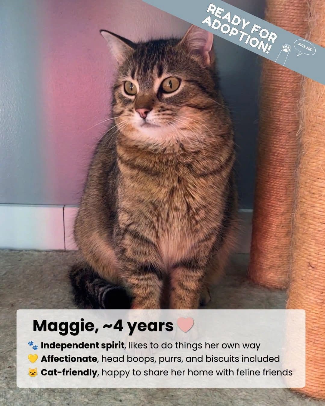 Maggie - Domestic Shorthair cat available for adoption at Kannata Valley Kats Rescue in Regina Beach