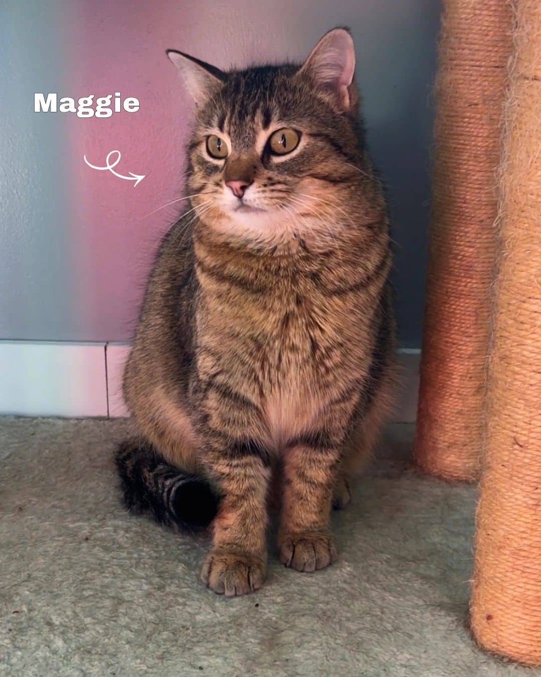 Maggiemay - Domestic Shorthair cat available for adoption at Kannata Valley Kats Rescue in Regina Beach