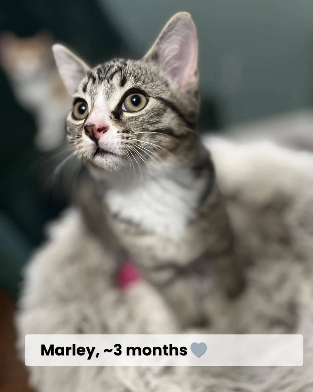 Marley - Domestic Shorthair available for adoption