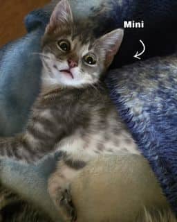 Mini - Domestic Shorthair available for adoption