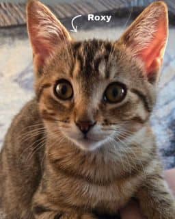 Roxy - Domestic Shorthair available for adoption