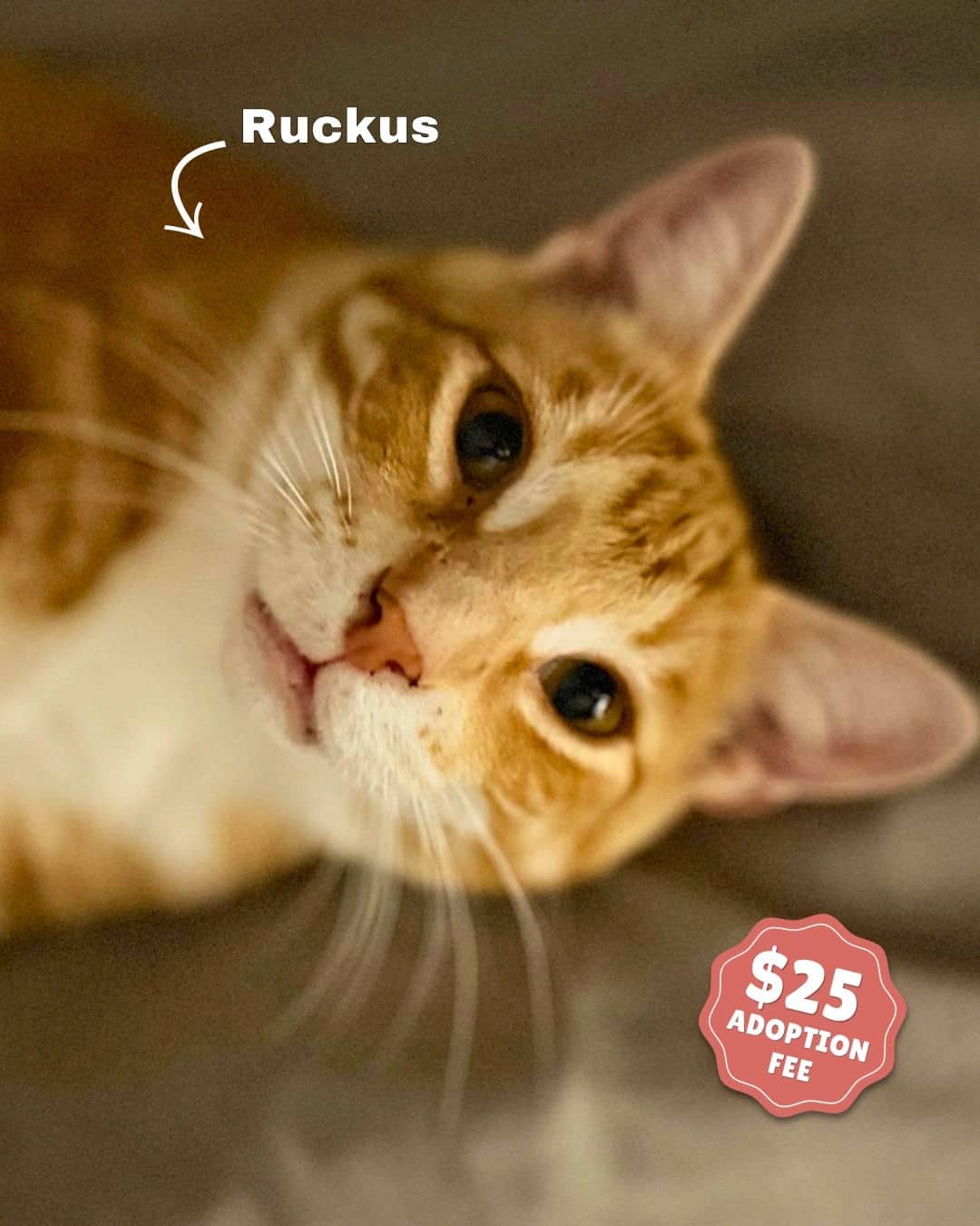 Ruckus - Domestic Shorthair available for adoption