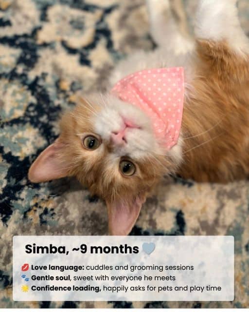 Simba - Domestic Shorthair available for adoption