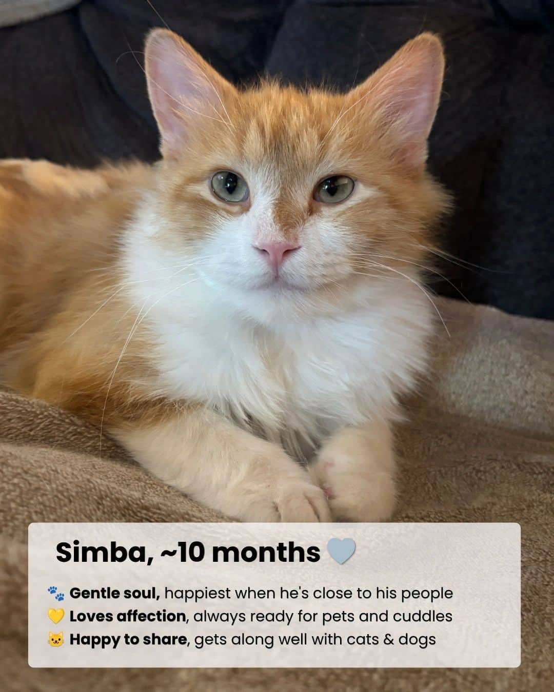 Simba - Domestic Shorthair available for adoption
