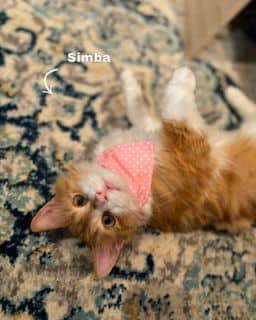 Simba - Domestic Shorthair available for adoption