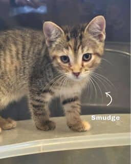 Smudge - Domestic Shorthair available for adoption
