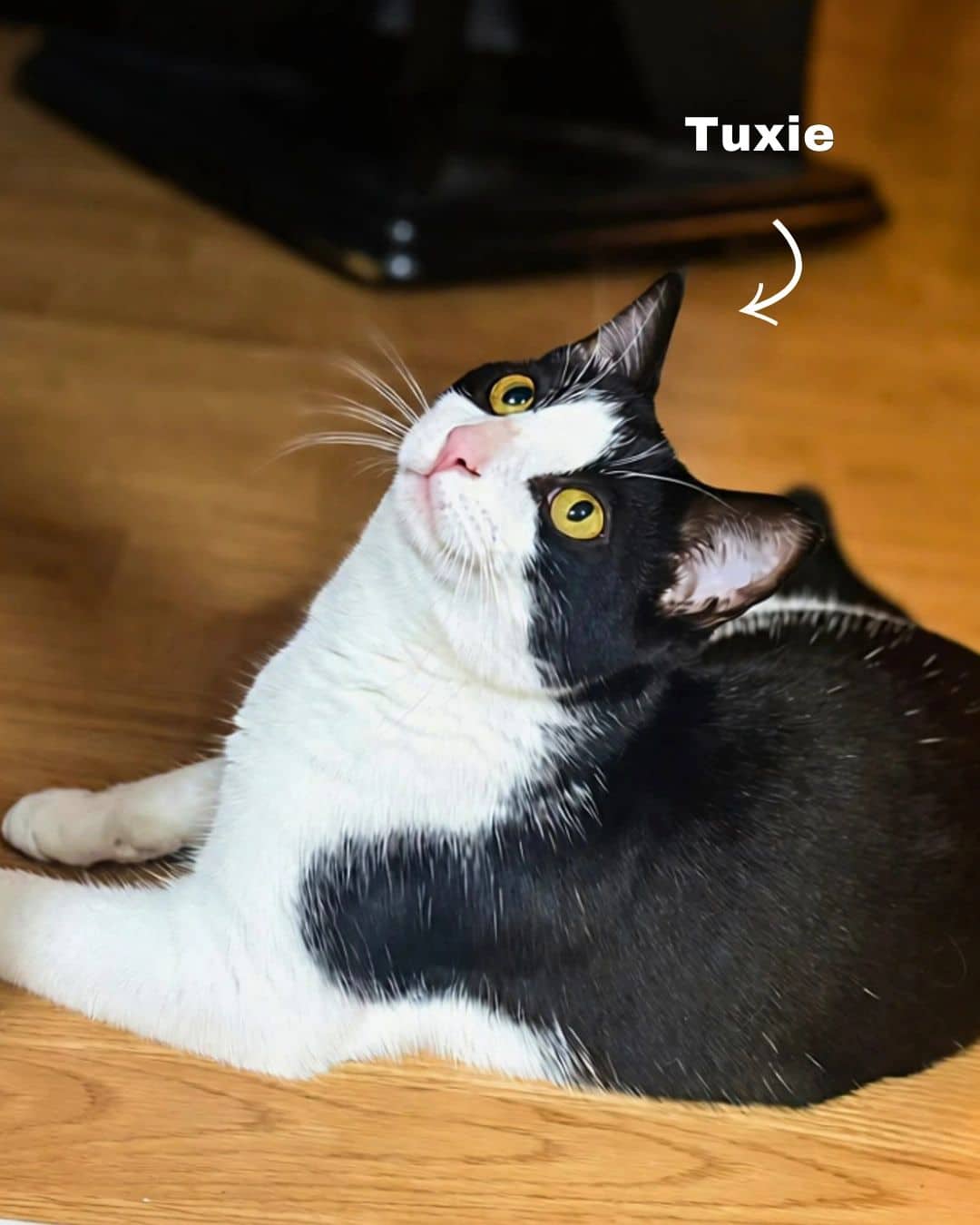 Tux - Domestic Shorthair available for adoption