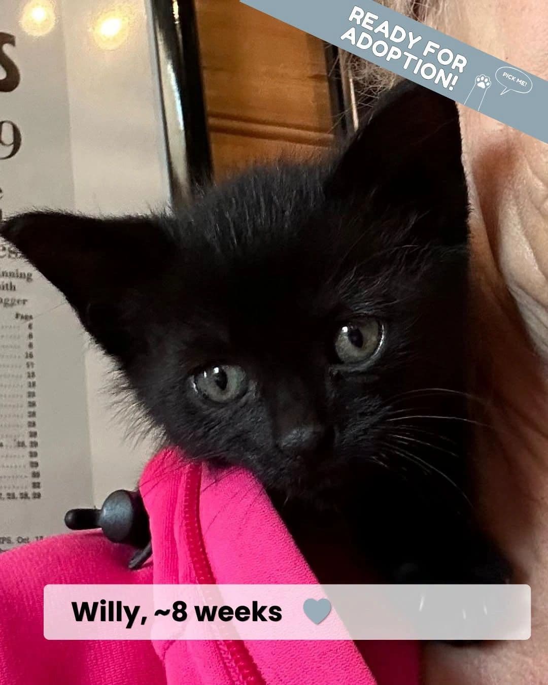 Willy & Waylon - Domestic Shorthair available for adoption