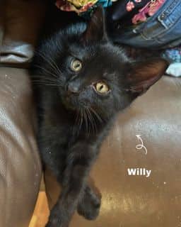 Willy & Waylon - Domestic Shorthair available for adoption