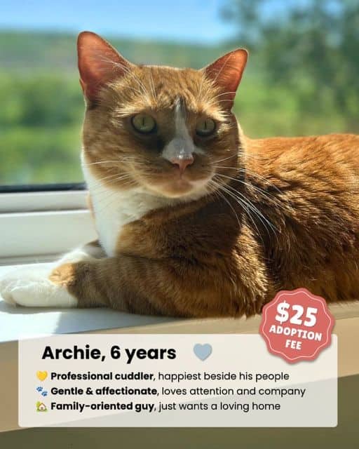 Archie - Domestic Shorthair available for adoption