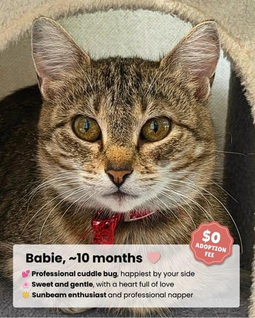 Babie - Domestic Shorthair available for adoption