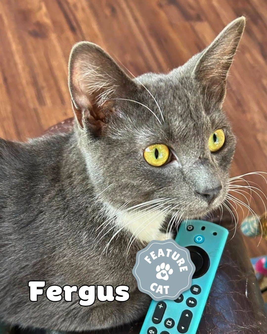 Ferg - Domestic Shorthair available for adoption