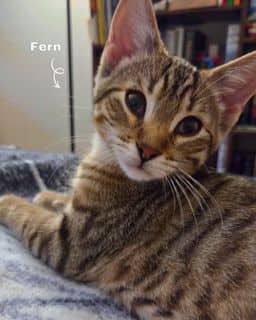 Fern - Domestic Shorthair available for adoption