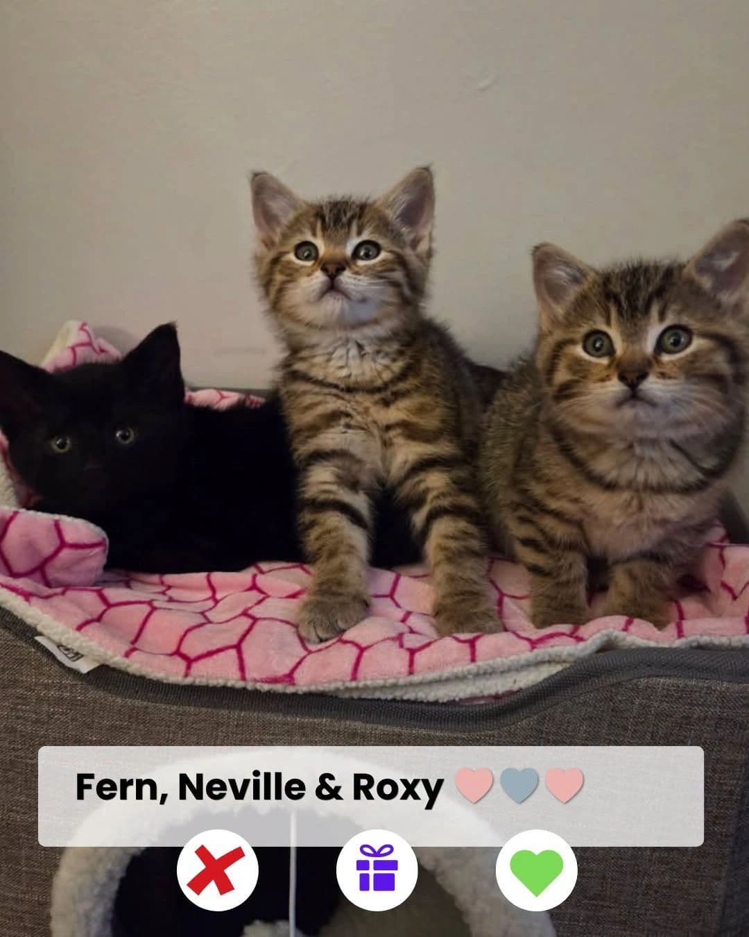 Fnr - Domestic Shorthair cat available for adoption at Kannata Valley Kats Rescue in Regina Beach