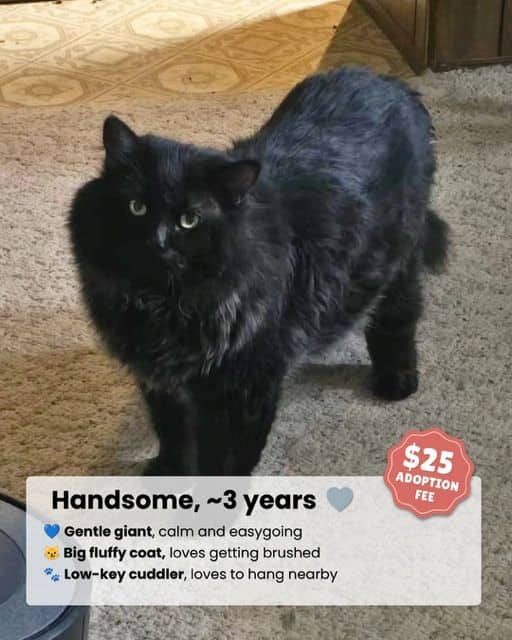 Handsome - Domestic Shorthair available for adoption