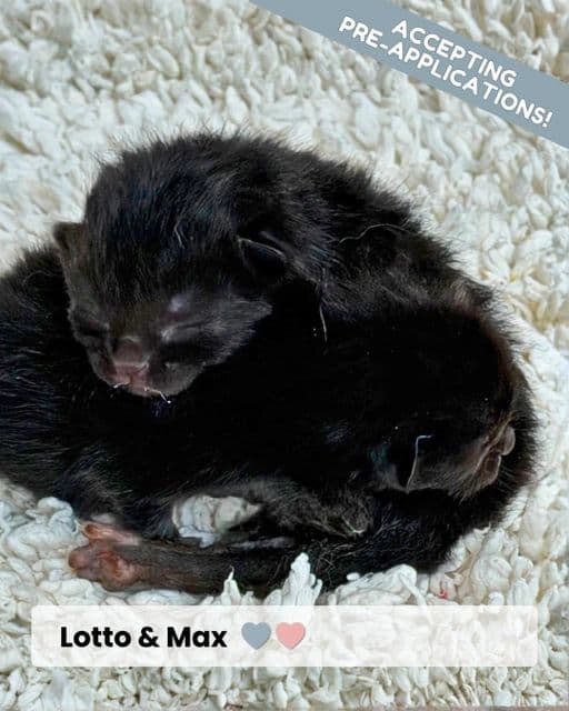 Lottomax - Domestic Shorthair available for adoption