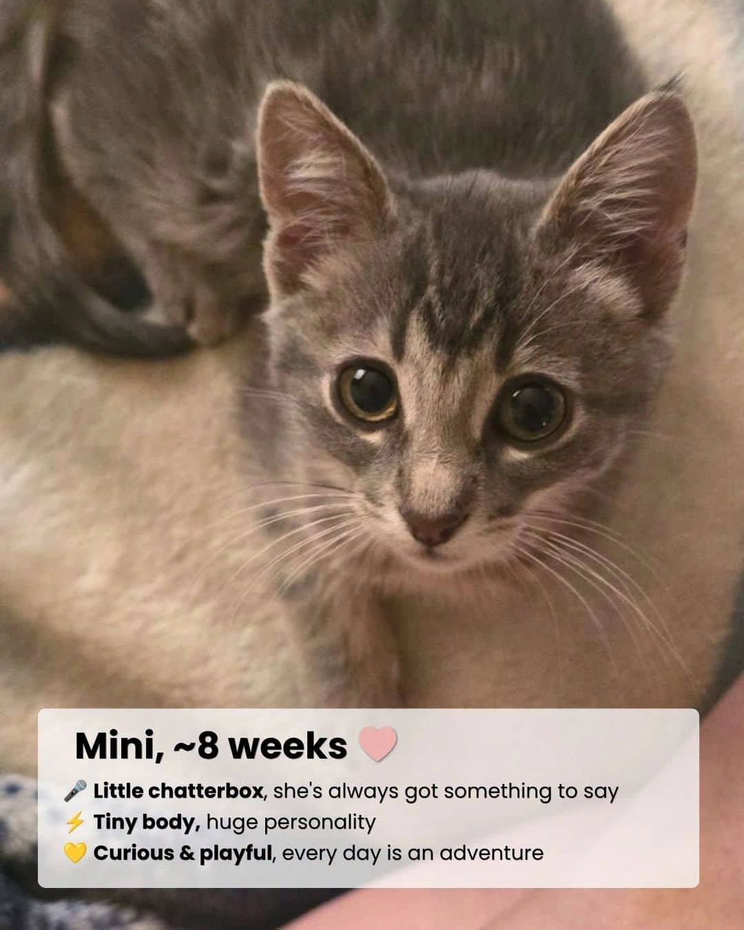 Mini D Da - Domestic Shorthair available for adoption